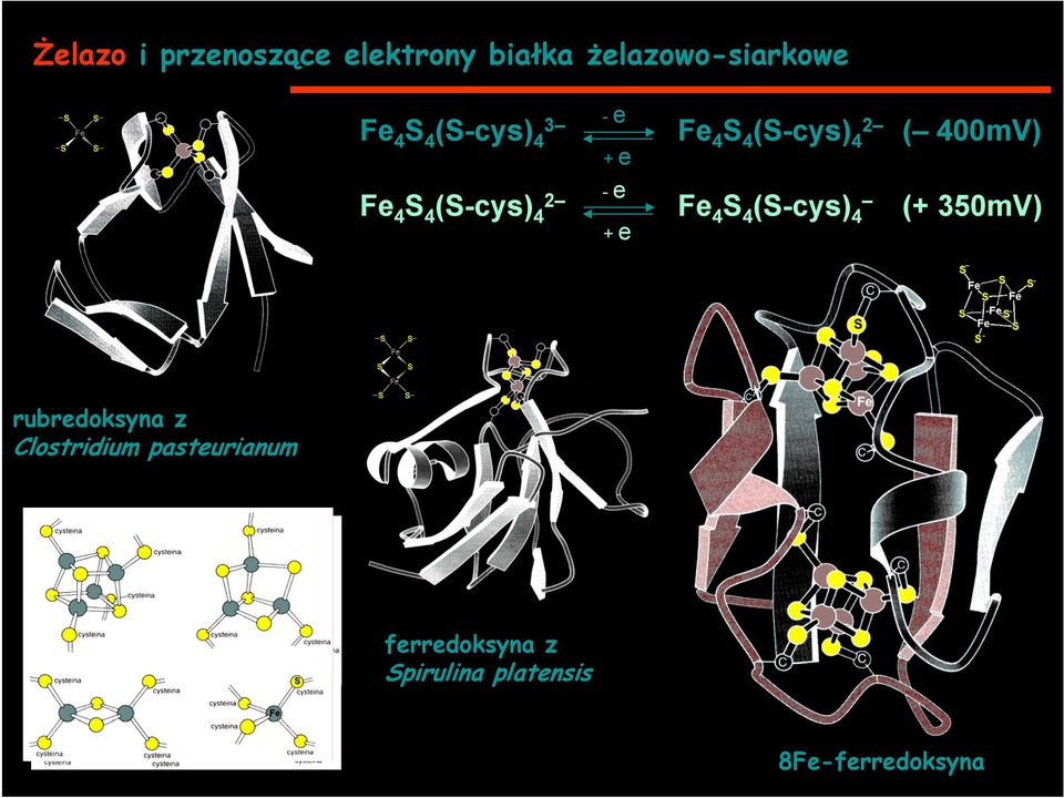 (S-cys) 2 4 - e + e Fe 4 S 4 (S-cys) 4 (+ 350mV) rubredoksyna z