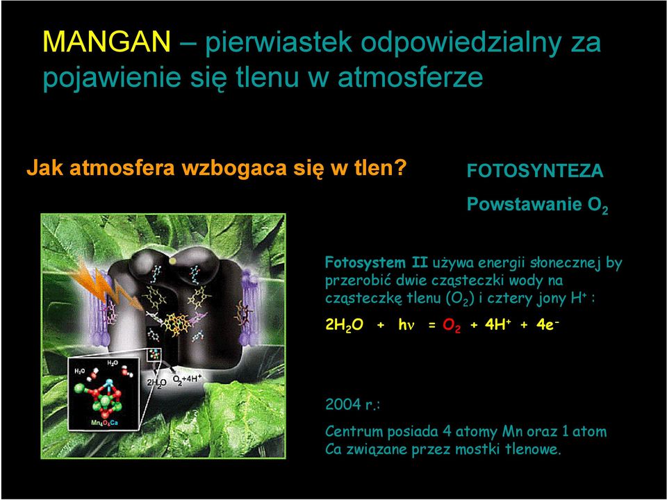 FOTOSYNTEZA Powstawanie O 2 Fotosystem II używa energii słonecznej by przerobić dwie