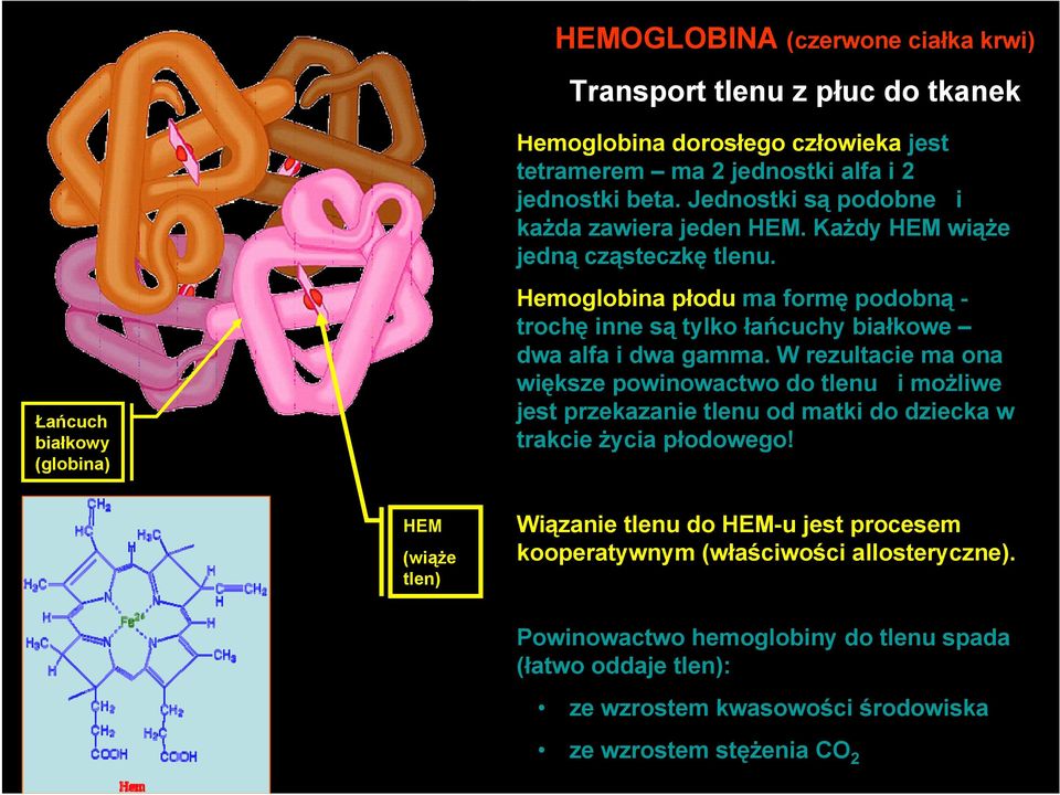 Hemoglobina płodu ma formę podobną - trochę inne są tylko łańcuchy białkowe dwa alfa i dwa gamma.