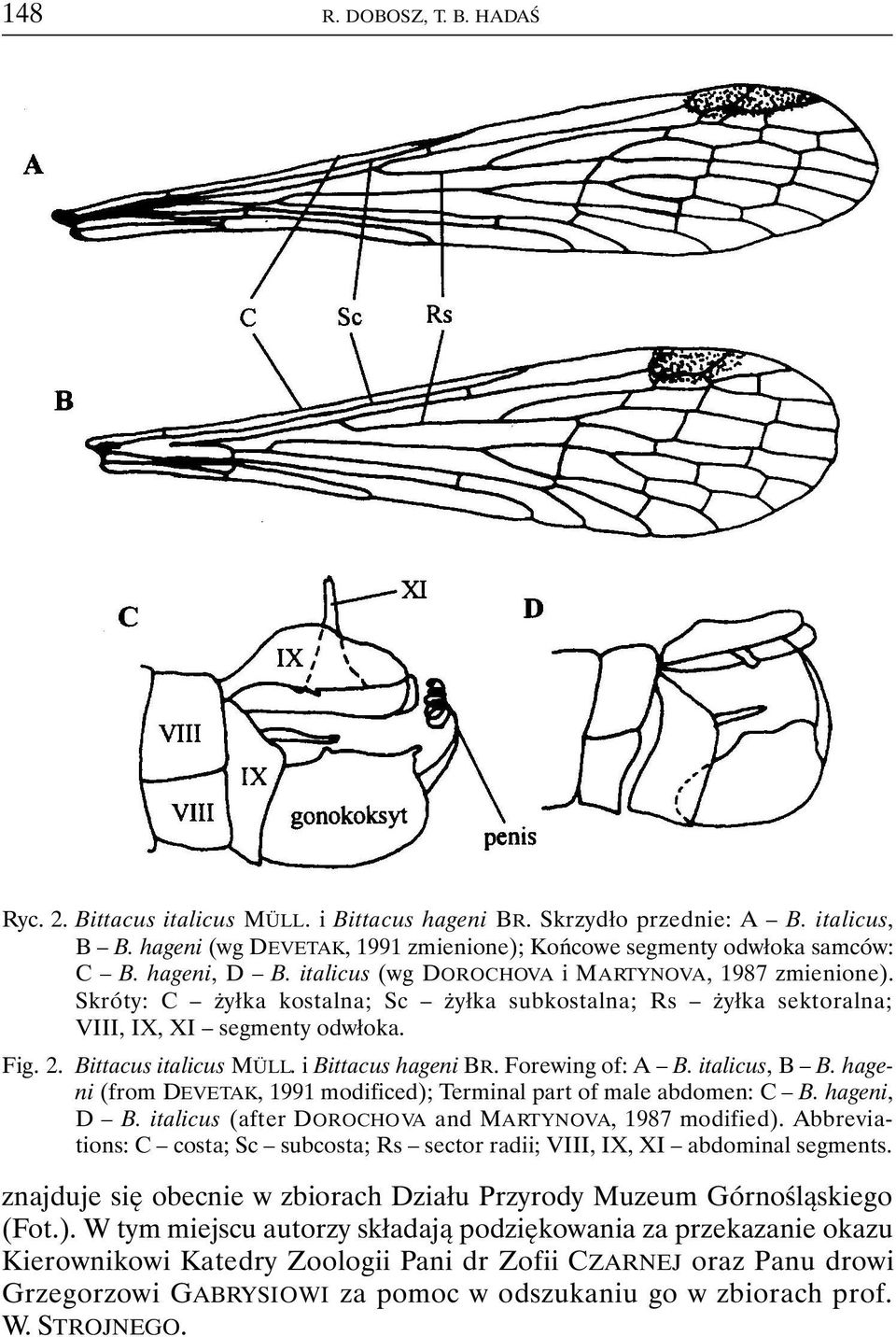 i Bittacus hageni BR. Forewing of: A B. italicus, B B. hageni (from DEVETAK, 1991 modificed); Terminal part of male abdomen: C B. hageni, D B. italicus (after DOROCHOVA and MARTYNOVA, 1987 modified).