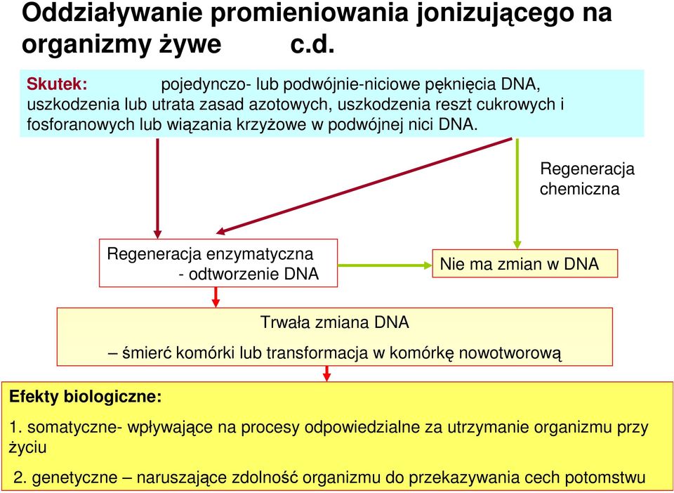 Regeneracja chemiczna Regeneracja enzymatyczna - odtworzenie DNA Nie ma zmian w DNA Efekty biologiczne: Trwała zmiana DNA śmierć komórki lub