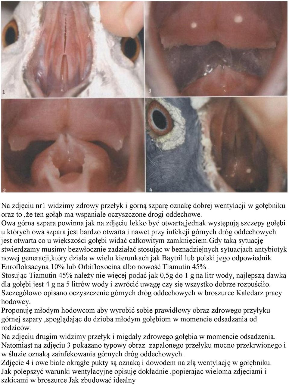 większości gołębi widać całkowitym zamknięciem.