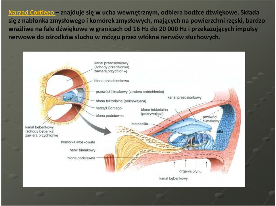 rzęski, bardzo wrażliwe na fale dźwiękowe w granicach od 16 Hz do 20 000 Hz i