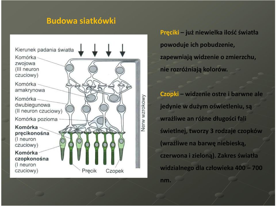 Czopki widzenie ostre i barwne ale jedynie w dużym oświetleniu, są wrażliwe an różne długości