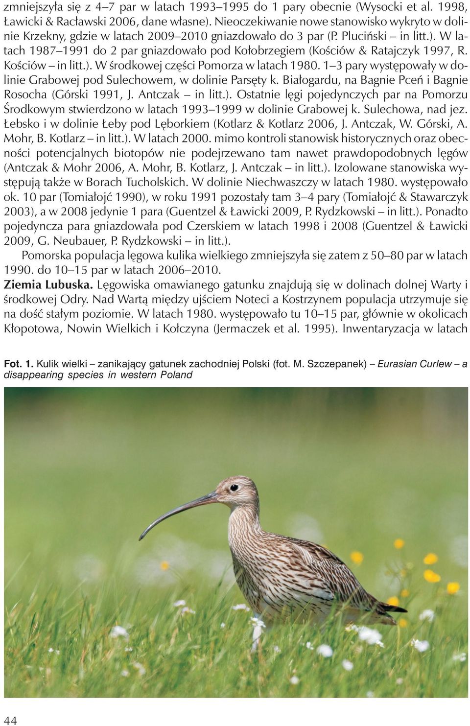 W latach 1987 1991 do 2 par gniazdowało pod Kołobrzegiem (Kościów & Ratajczyk 1997, R. Kościów in litt.). W środkowej części Pomorza w latach 1980.