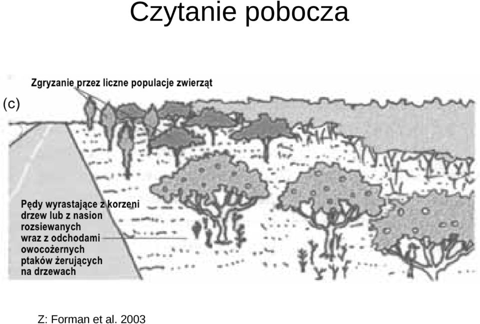 Z: Forman