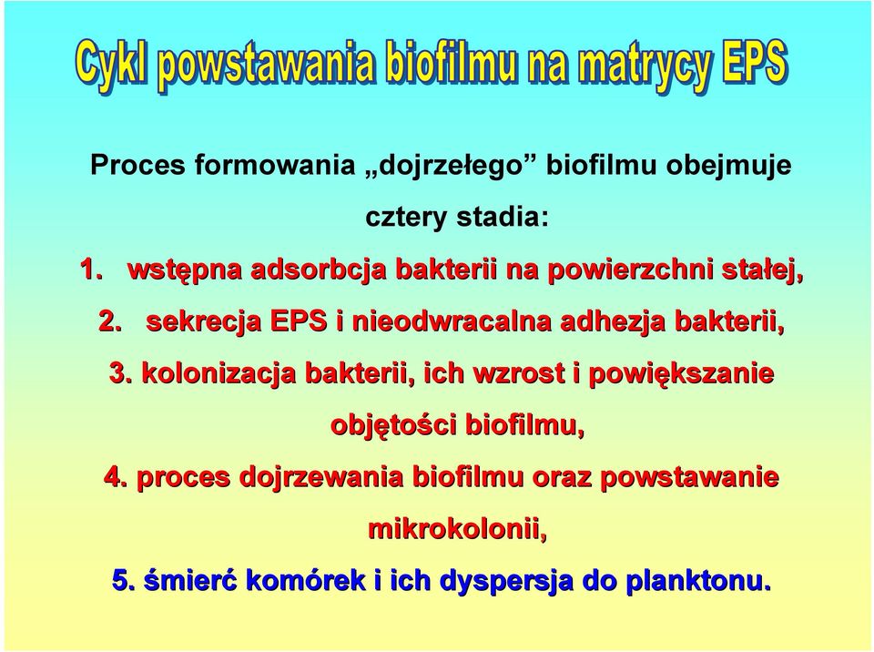 sekrecja EPS i nieodwracalna adhezja bakterii, 3.