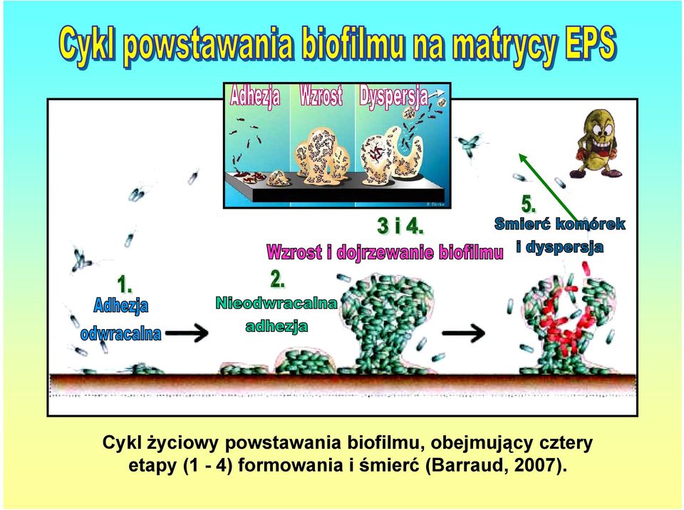 cztery etapy (1-4)