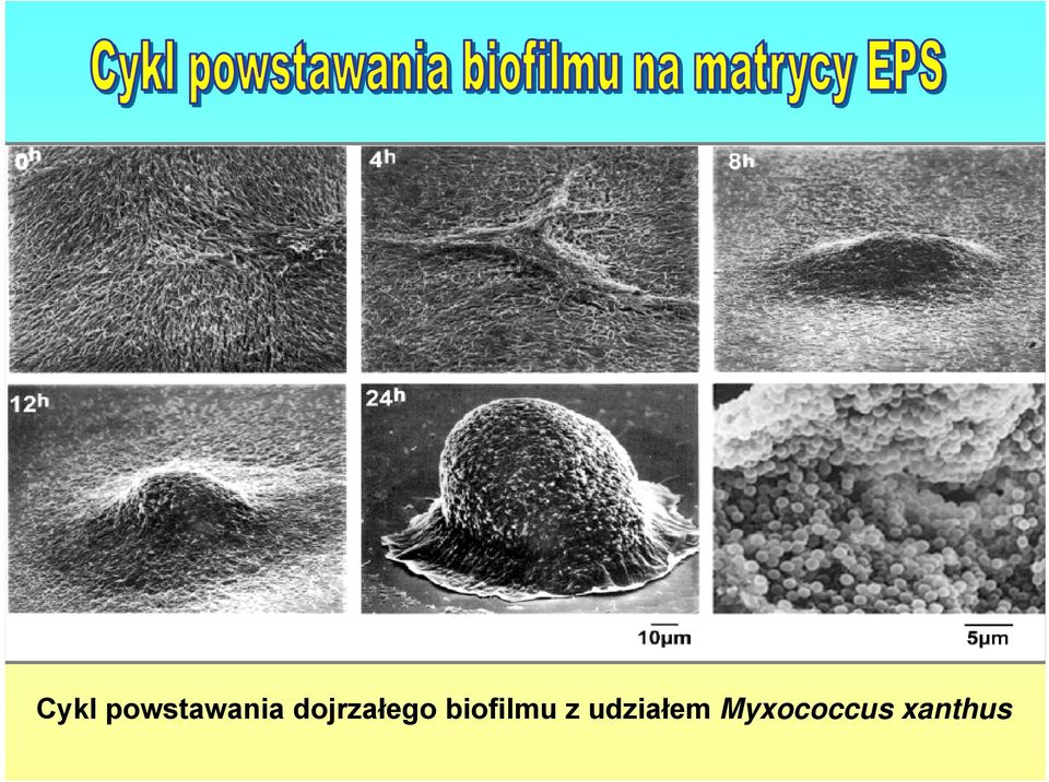 biofilmu z