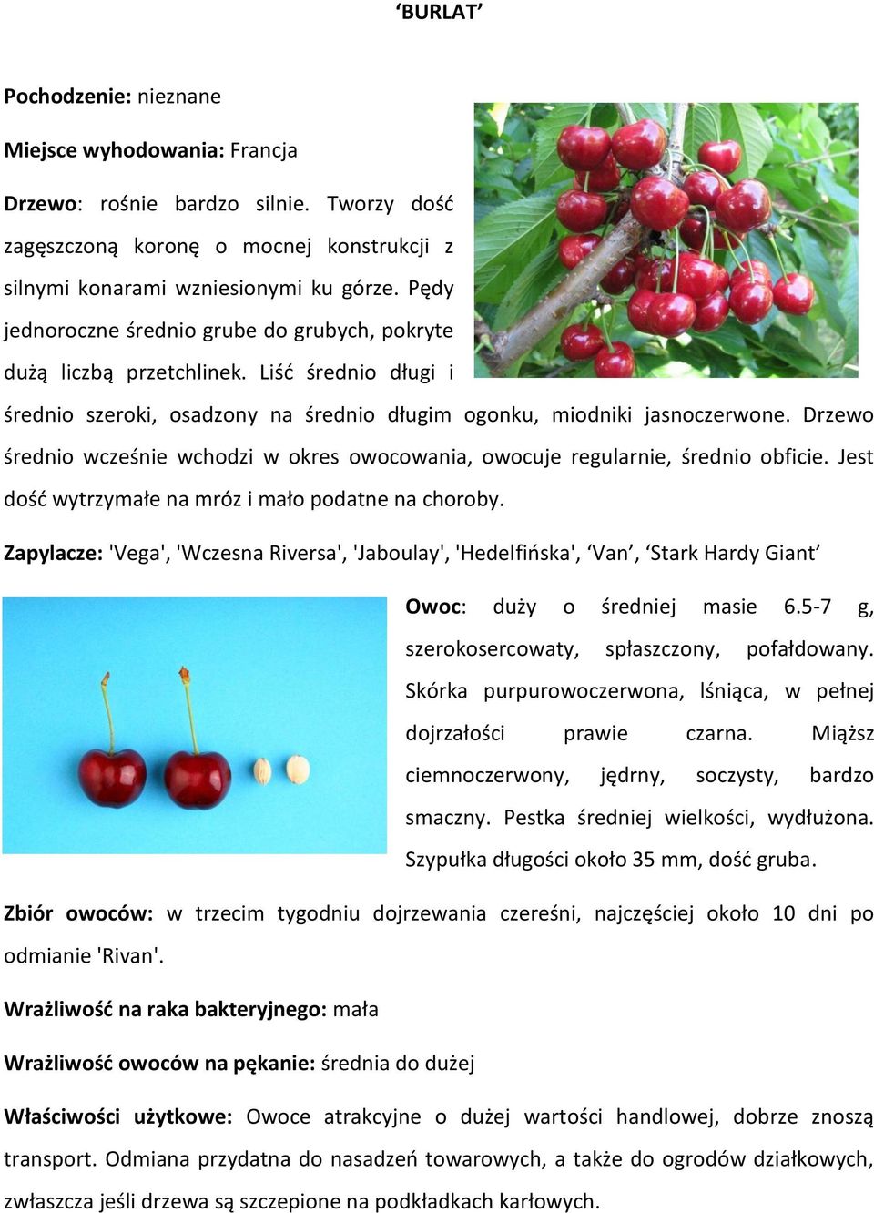 Drzewo średnio wcześnie wchodzi w okres owocowania, owocuje regularnie, średnio obficie. Jest dość wytrzymałe na mróz i mało podatne na choroby.