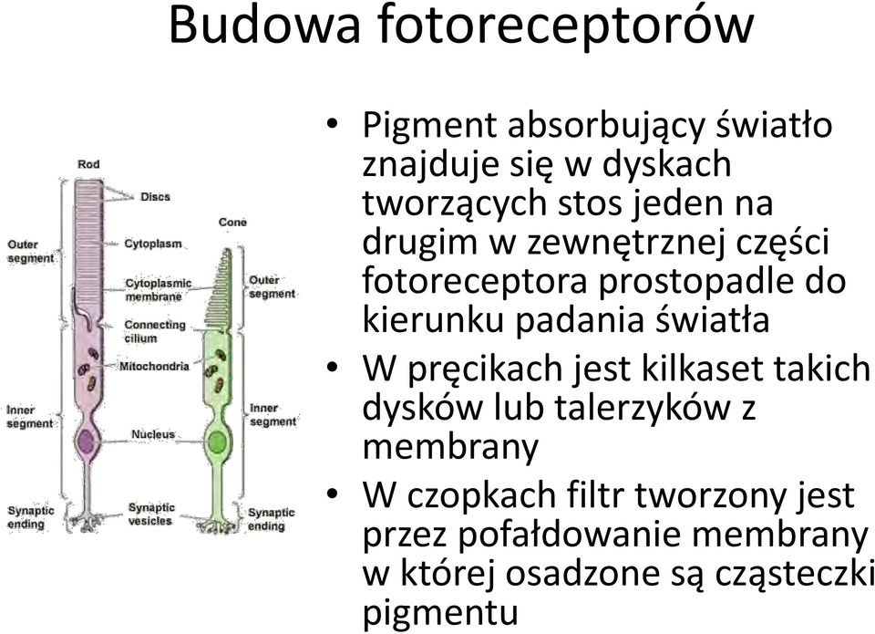 padania światła W pręcikach jest kilkaset takich dysków lub talerzyków z membrany W