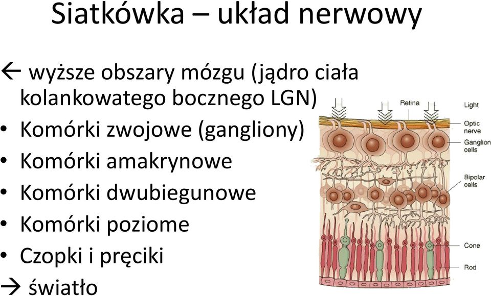 zwojowe (gangliony) Komórki amakrynowe Komórki