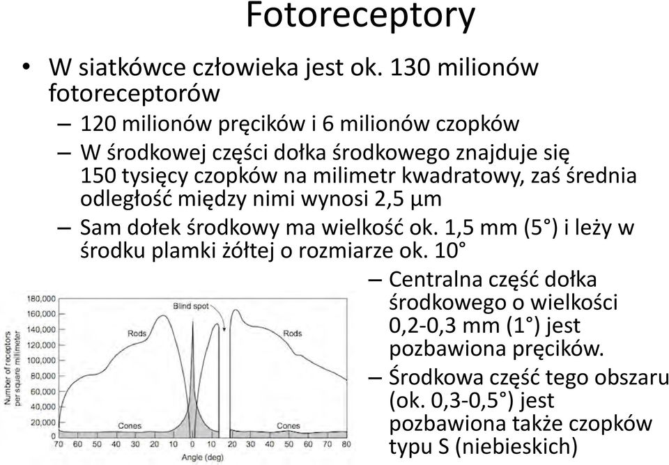 czopków na milimetr kwadratowy, zaś średnia odległość między nimi wynosi 2,5 μm Sam dołek środkowy ma wielkość ok.