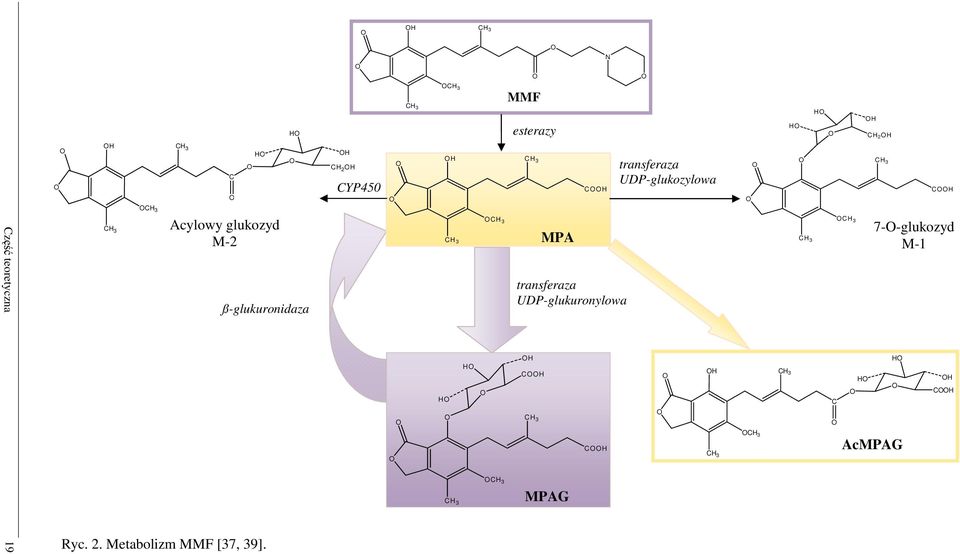 ß-glukuronidaza CH 3 O CH 3 MPA transferaza UDP-glukuronylowa CH 3 OCH 3 7-O-glukozyd M-1 O HO O HO O OH COOH CH 3 O