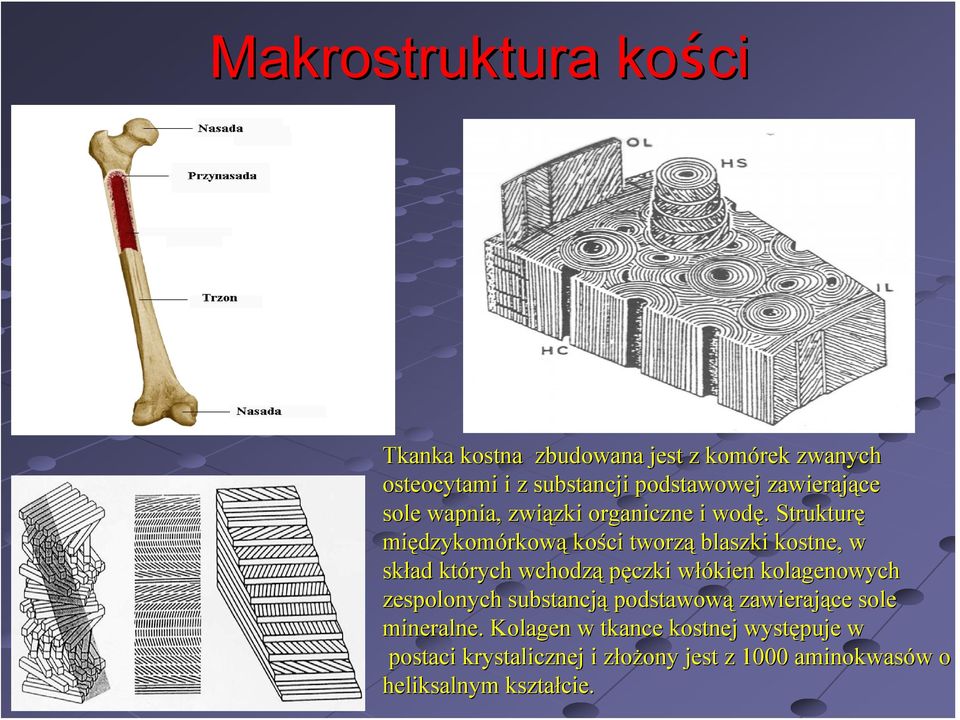 . Strukturę międzykom dzykomórkową kości tworzą blaszki kostne, w skład których wchodzą pęczki włókien w