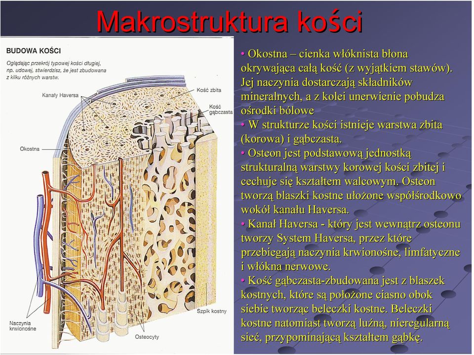 g Osteon jest podstawową jednostką strukturalną warstwy korowej kości zbitej i cechuje się kształtem tem walcowym. Osteon tworzą blaszki kostne ułożone u one współś łśrodkowo wokół kanału Haversa.