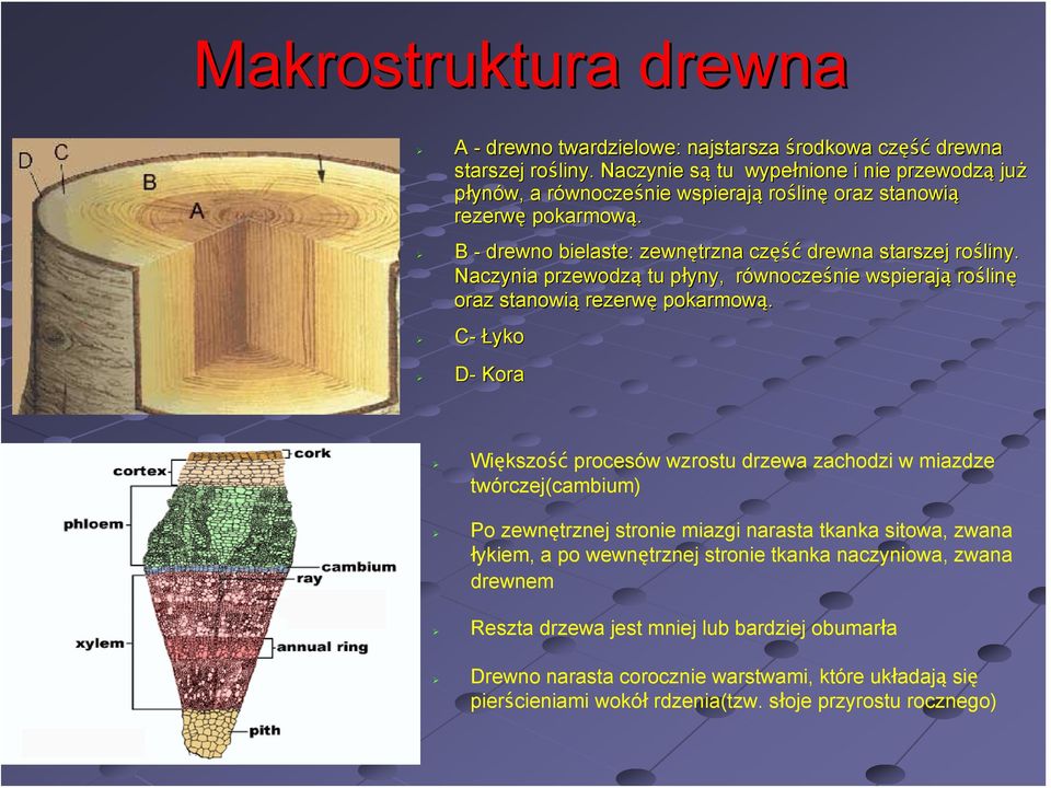 B - drewno bielaste: zewnętrzna część drewna starszej rośliny. Naczynia przewodzą tu płyny, p równoczer wnocześnie nie wspierają roślin linę oraz stanowią rezerwę pokarmową.