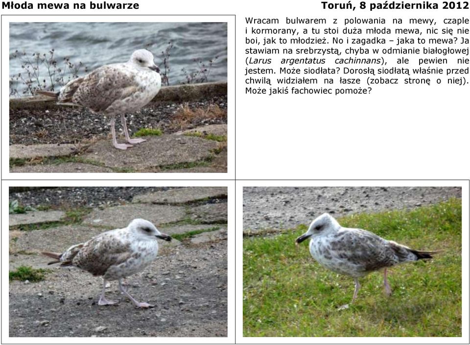 Ja stawiam na srebrzystą, chyba w odmianie białogłowej (Larus argentatus cachinnans), ale pewien nie