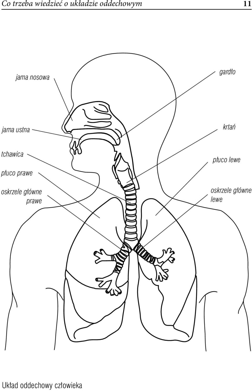 płuco lewe płuco prawe oskrzele główne prawe