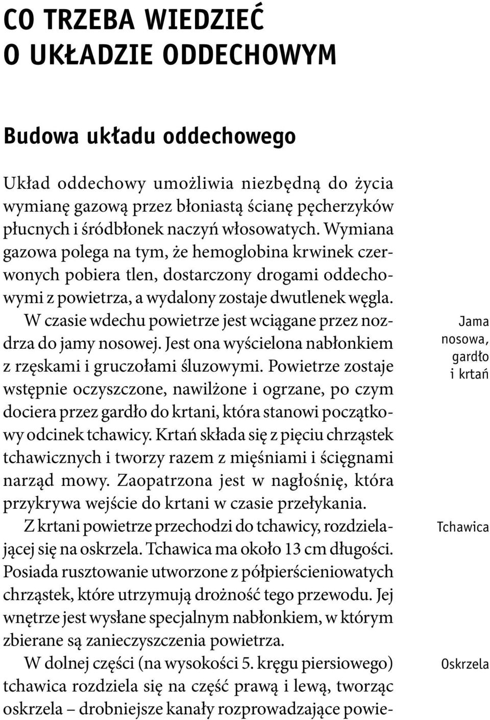 W czasie wdechu powietrze jest wciągane przez nozdrza do jamy nosowej. Jest ona wyścielona nabłonkiem z rzęskami i gruczołami śluzowymi.