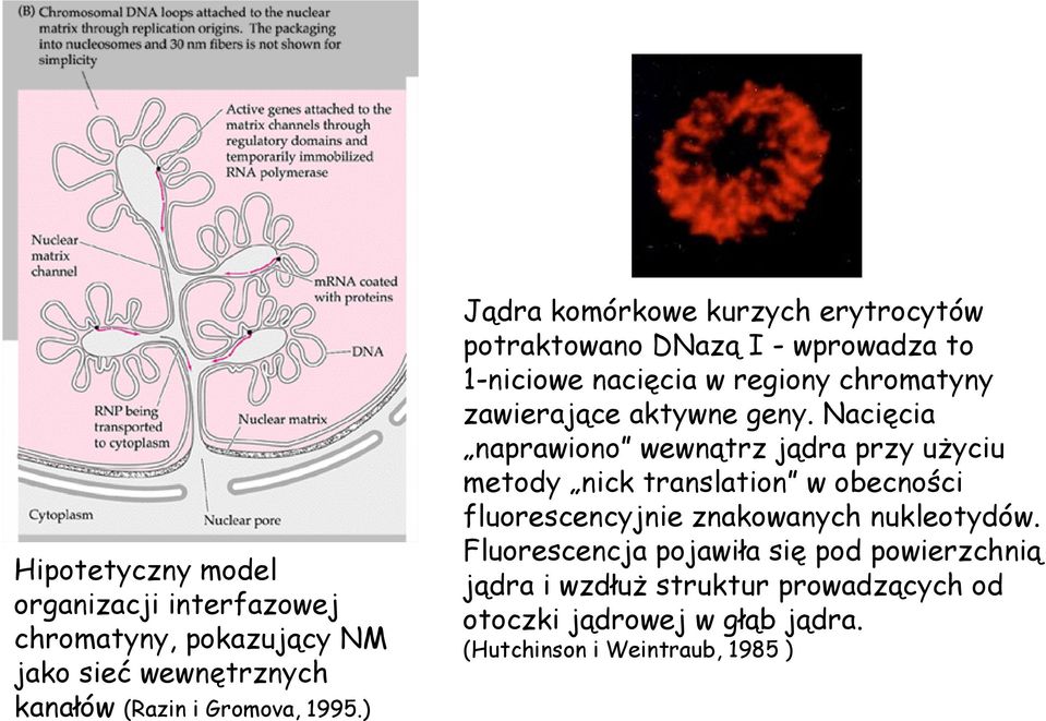 geny. Nacięcia naprawiono wewnątrz jądra przy użyciu metody nick translation w obecności fluorescencyjnie znakowanych nukleotydów.