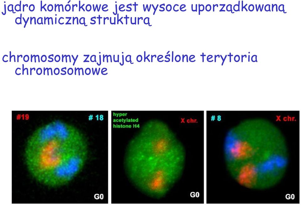 strukturą chromosomy zajmują