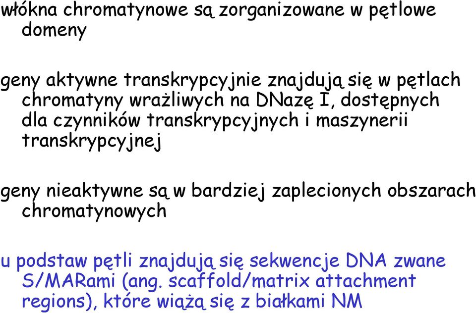 transkrypcyjnej geny nieaktywne są w bardziej zaplecionych obszarach chromatynowych u podstaw pętli