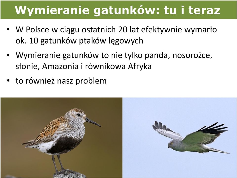 10 gatunków ptaków lęgowych Wymieranie gatunków to nie