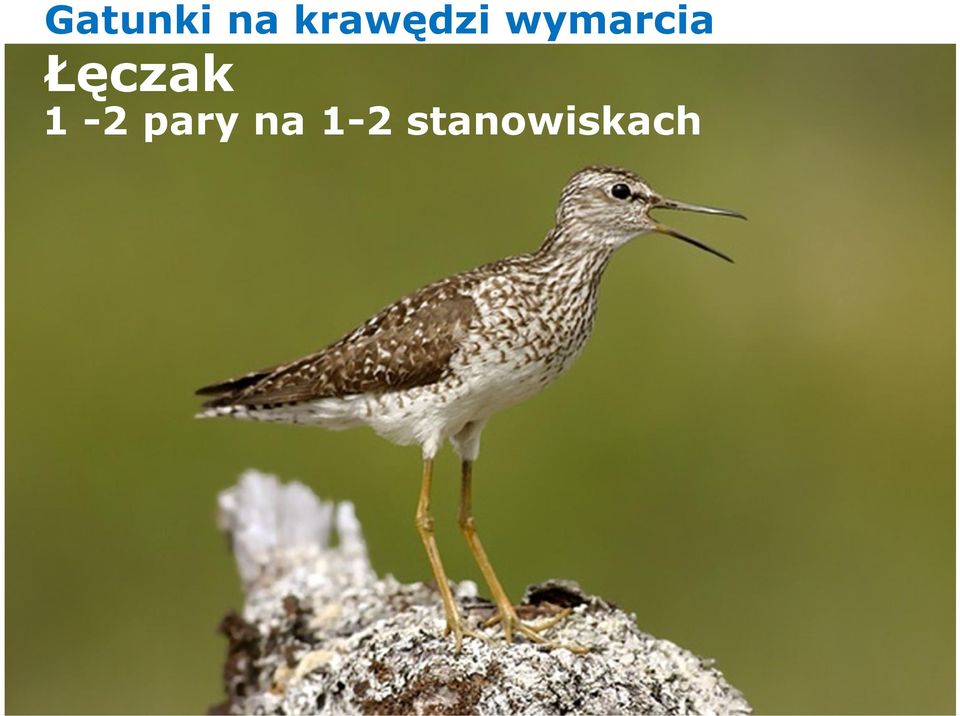 wymarcia Łęczak