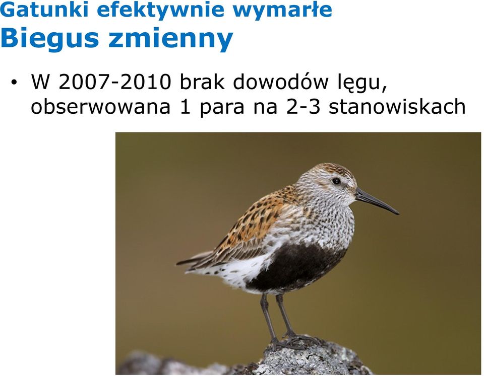 brak dowodów lęgu,