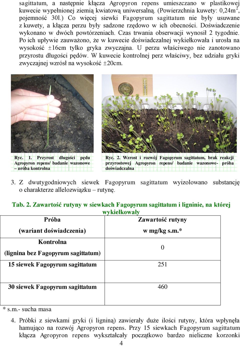 Czas trwania obserwacji wynosił 2 tygodnie. Po ich upływie zauważono, że w kuwecie doświadczalnej wykiełkowała i urosła na wysokość ±16cm tylko gryka zwyczajna.