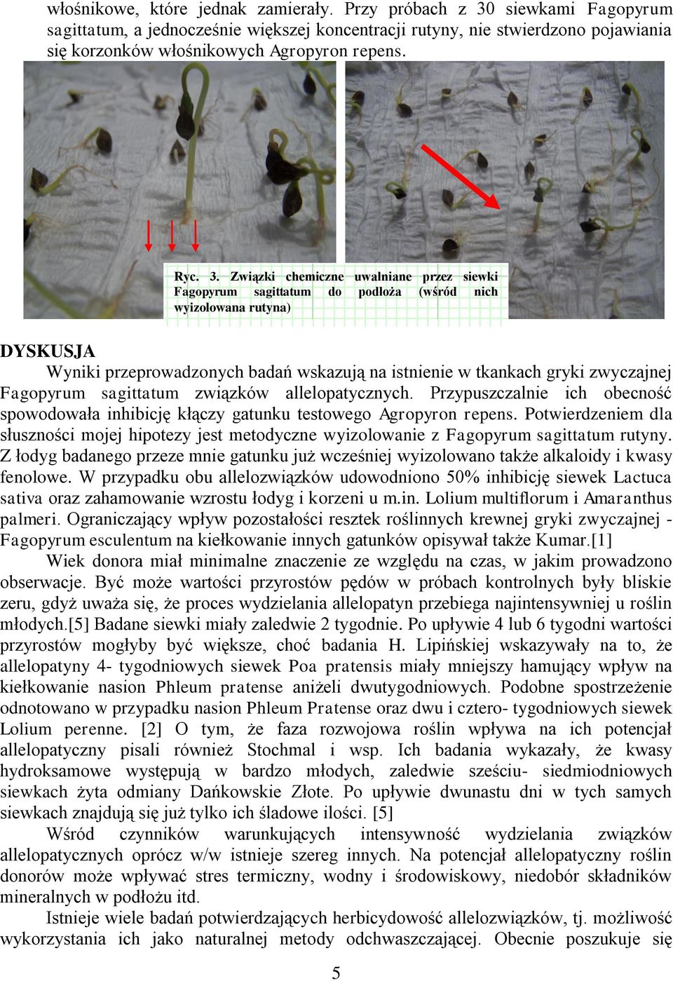 siewkami Fagopyrum sagittatum, a jednocześnie większej koncentracji rutyny, nie stwierdzono pojawiania się korzonków włośnikowych Agropyron repens. Ryc. 3.