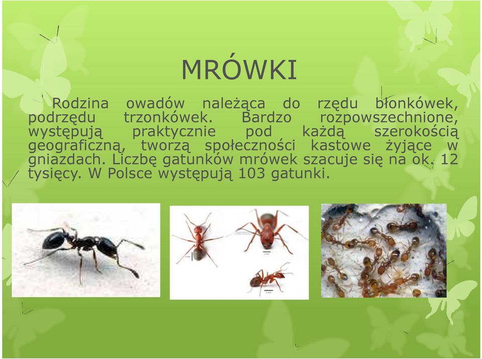 geograficzną, tworzą społeczności kastowe żyjące w gniazdach.