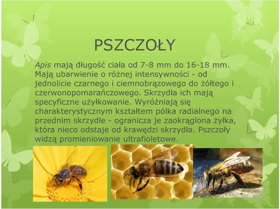 czerwonopomarańczowego. Skrzydła ich mają specyficzne użyłkowanie.