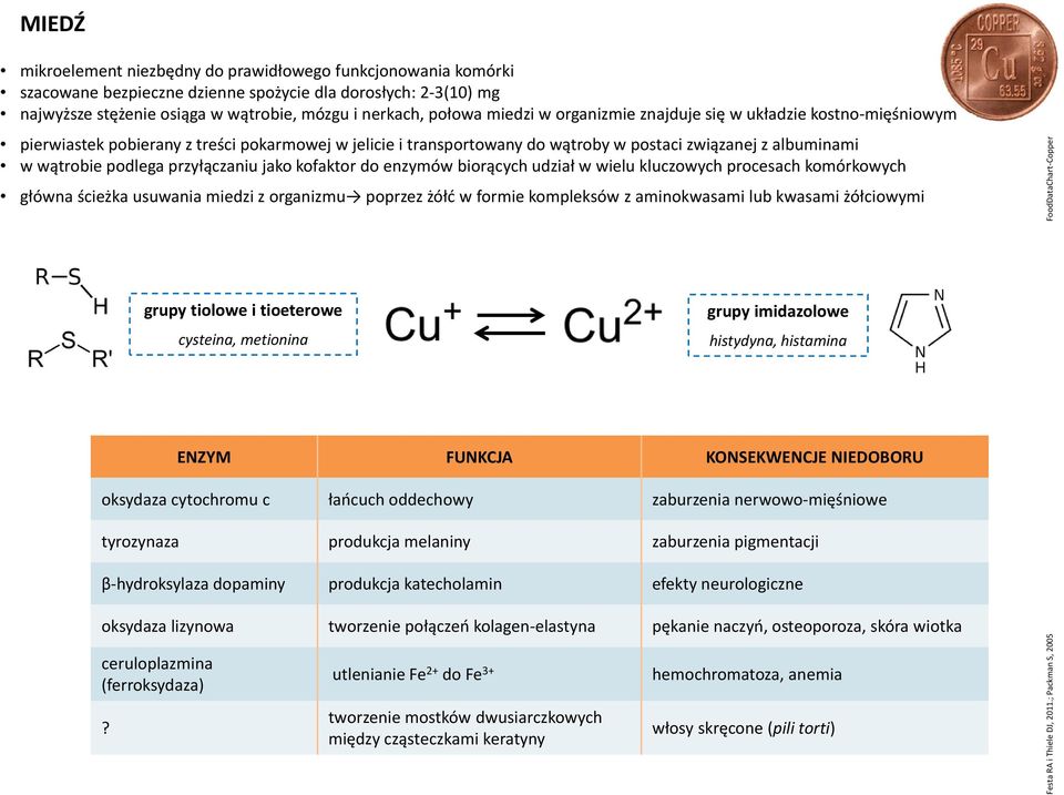 przyłączaniu jako kofaktor do enzymów biorących udział w wielu kluczowych procesach komórkowych główna ścieżka usuwania miedzi z organizmu poprzez żółć w formie kompleksów z aminokwasami lub kwasami