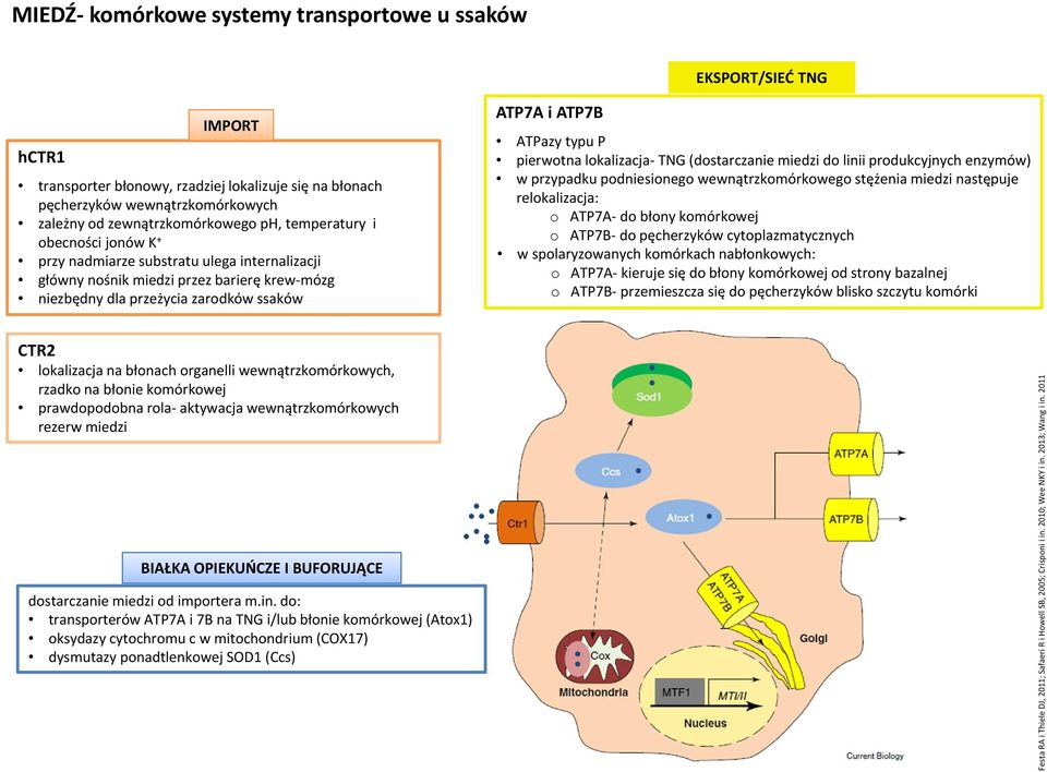 lokalizacja TNG (dostarczanie miedzi do linii produkcyjnych enzymów) w przypadku podniesionego wewnątrzkomórkowego stężenia miedzi następuje relokalizacja: o do błony komórkowej o ATP7B do