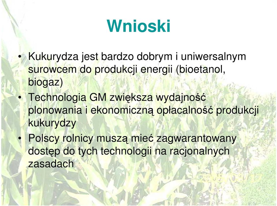 plonowania i ekonomiczną opłacalność produkcji kukurydzy Polscy rolnicy