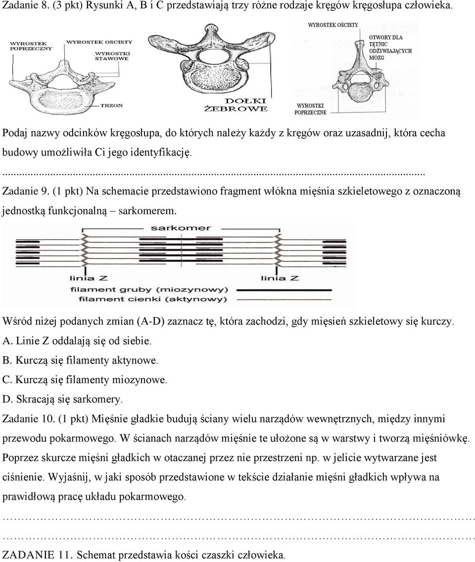 (1 pkt) Na schemacie przedstawiono fragment włókna mięśnia szkieletowego z oznaczoną jednostką funkcjonalną sarkomerem.