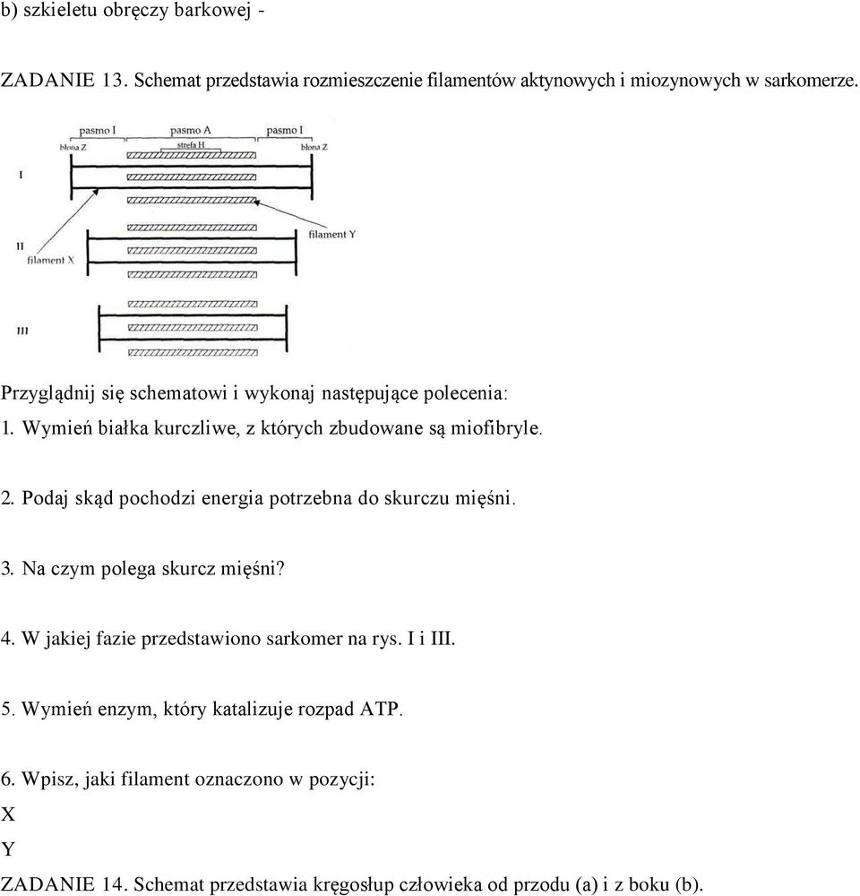 Podaj skąd pochodzi energia potrzebna do skurczu mięśni. 3. Na czym polega skurcz mięśni? 4. W jakiej fazie przedstawiono sarkomer na rys.