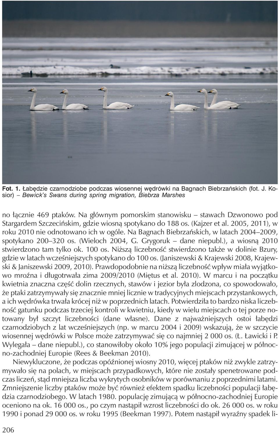 Na Bagnach Biebrzańskich, w latach 2004 2009, spotykano 200 320 os. (Wieloch 2004, G. Grygoruk dane niepubl.), a wiosną 2010 stwierdzono tam tylko ok. 100 os.