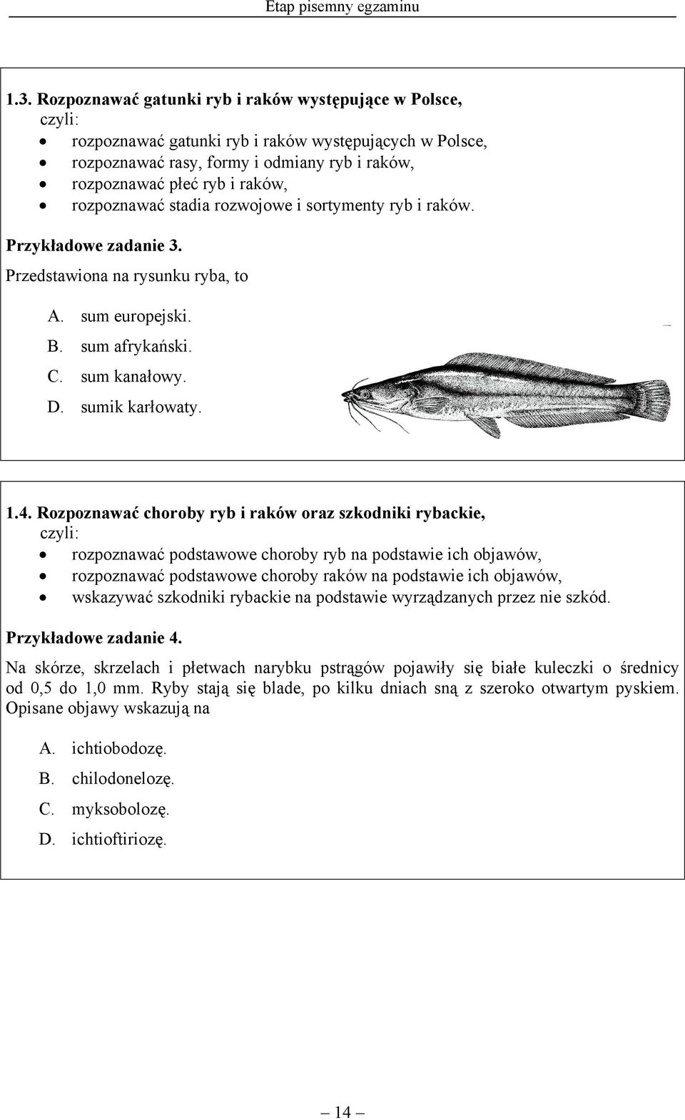stadia rozwojowe i sortymenty ryb i raków. Przykładowe zadanie 3. Przedstawiona na rysunku ryba, to A. sum europejski. B. sum afrykański. C. sum kanałowy. D. sumik karłowaty. 1.4.
