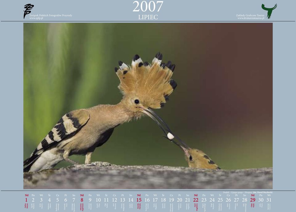 Hoopoe (fot.