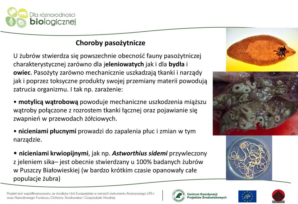 zarażenie: motylicą wątrobową powoduje mechaniczne uszkodzenia miąższu wątroby połączone z rozrostem tkanki łącznej oraz pojawianie się zwapnień w przewodach żółciowych.