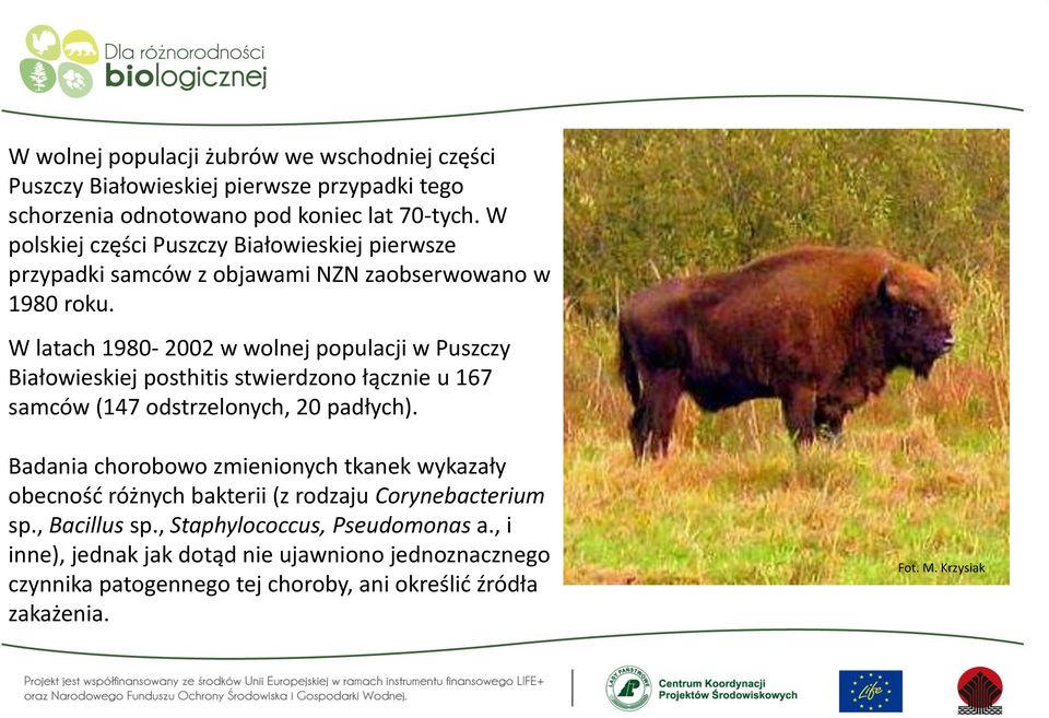 W latach 1980-2002 w wolnej populacji w Puszczy Białowieskiej posthitis stwierdzono łącznie u 167 samców (147 odstrzelonych, 20 padłych).