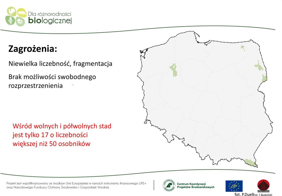 wolnych i półwolnych stad jest tylko 17 o