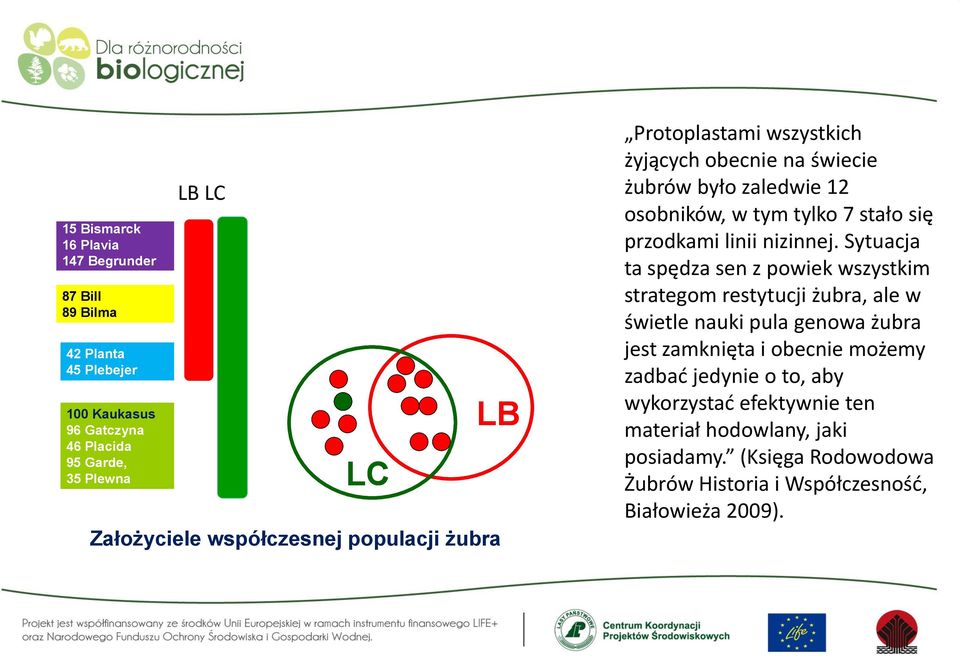 linii nizinnej.