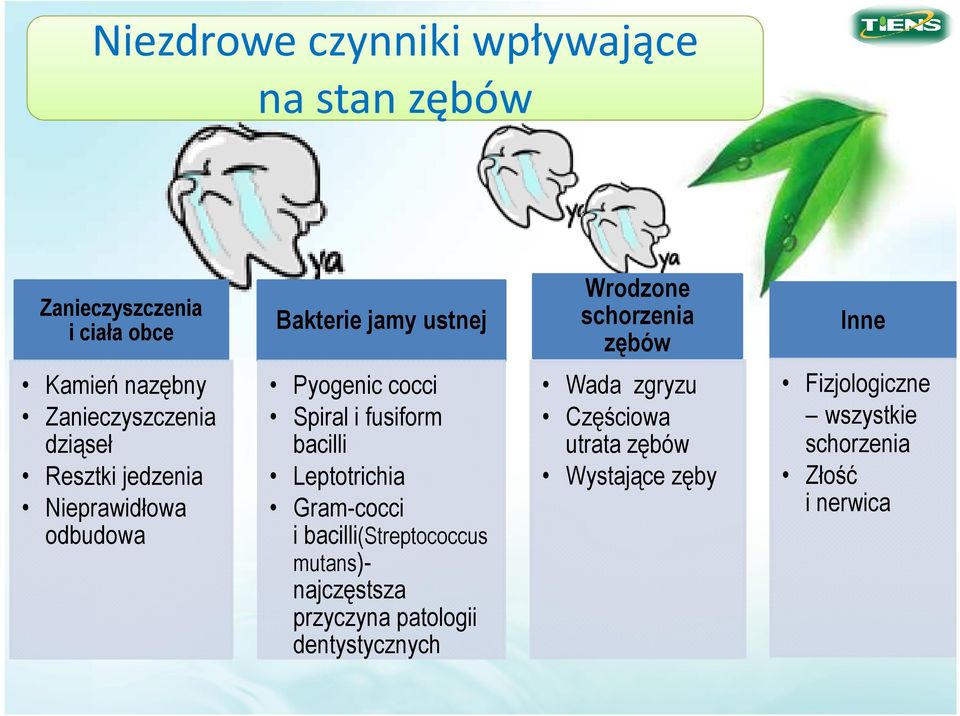 cocci Spiral i fusiform bacilli Leptotrichia Gram-cocci i bacilli(streptococcus mutans)- najczęstsza przyczyna