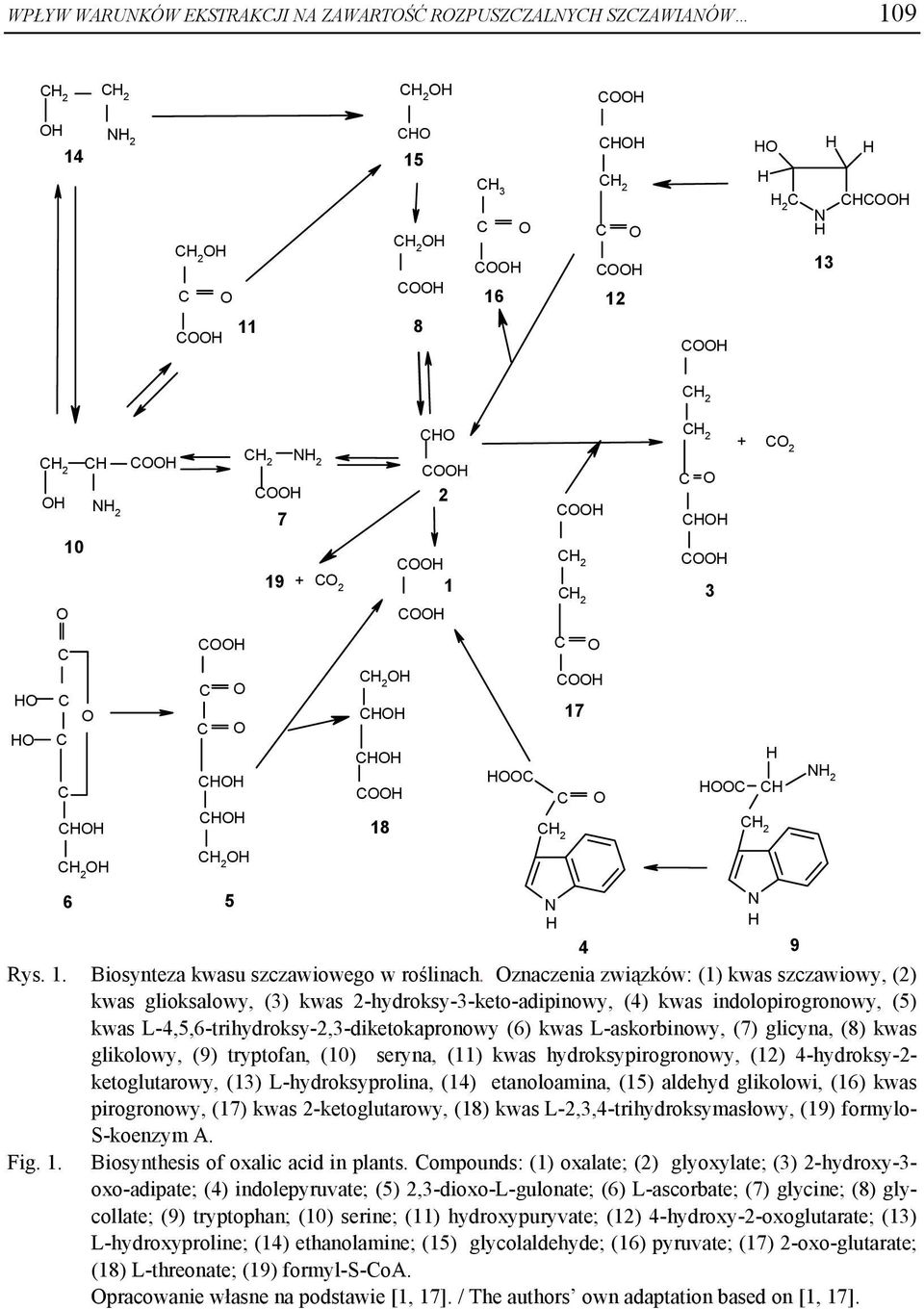 Oznaczenia związków: (1) kwas szczawiowy, (2) kwas glioksalowy, (3) kwas 2-hydroksy-3-keto-adipinowy, (4) kwas indolopirogronowy, (5) kwas L-4,5,6-trihydroksy-2,3-diketokapronowy (6) kwas