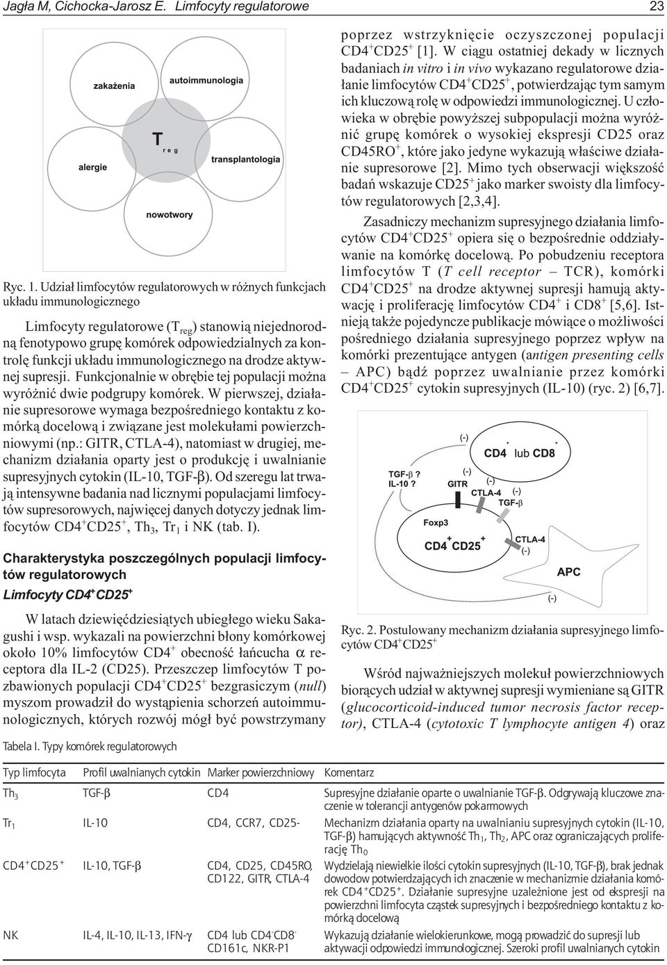 uk³adu immunologicznego na drodze aktywnej supresji. Funkcjonalnie w obrêbie tej populacji mo na wyró niæ dwie podgrupy komórek.