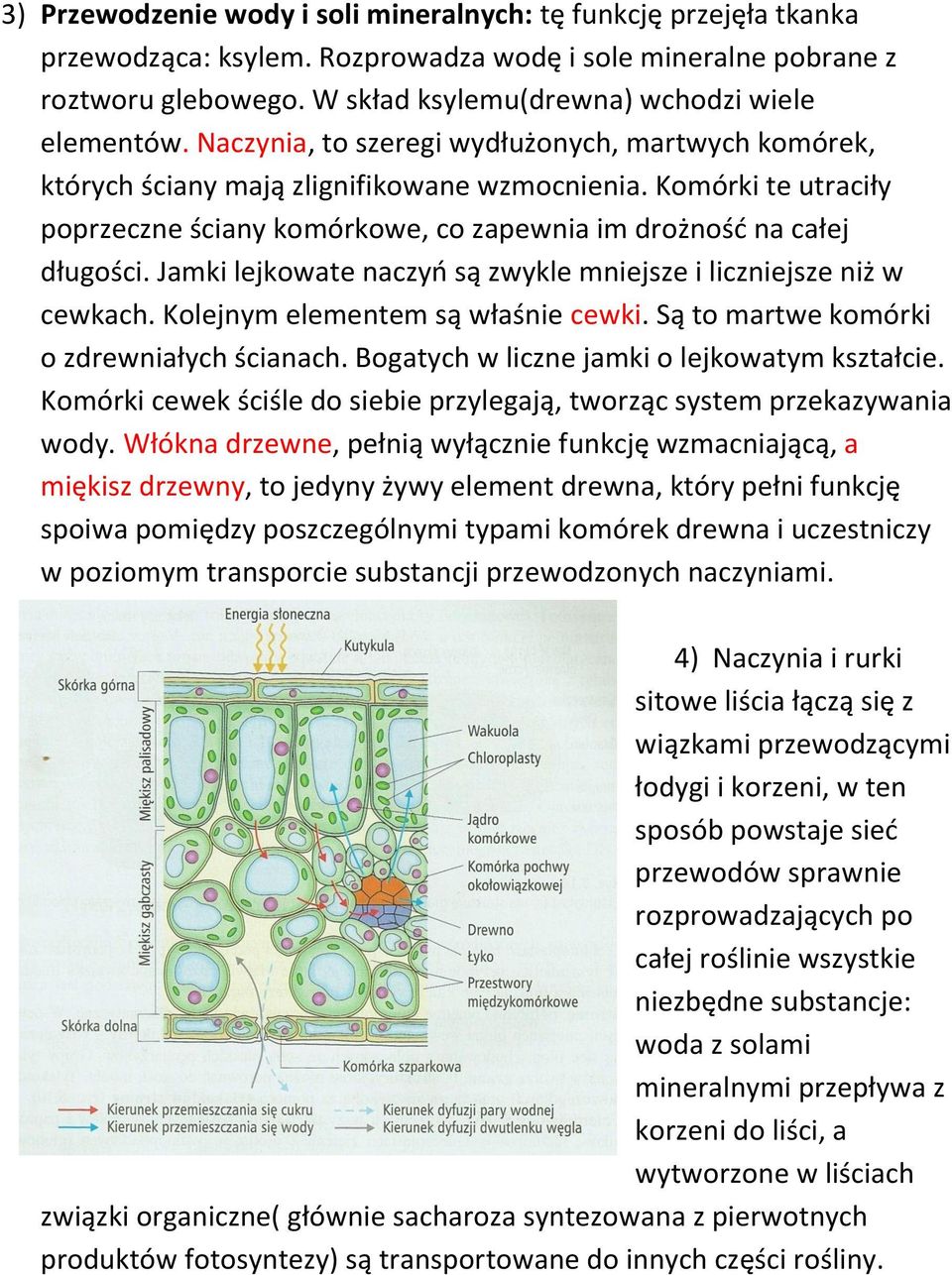 Komórki te utraciły poprzeczne ściany komórkowe, co zapewnia im drożnośd na całej długości. Jamki lejkowate naczyo są zwykle mniejsze i liczniejsze niż w cewkach. Kolejnym elementem są właśnie cewki.